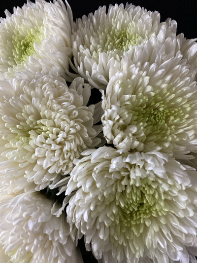 Хризантема одноголовая 15 шт