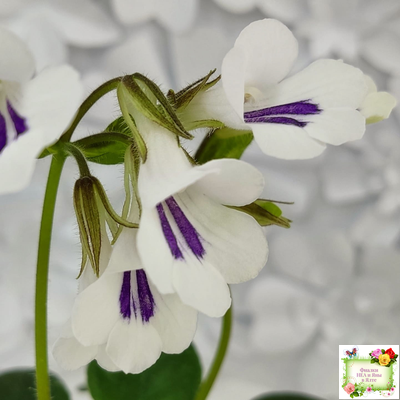 Deinostigma tamiana (Primulina tamiana (примулина тамиана))