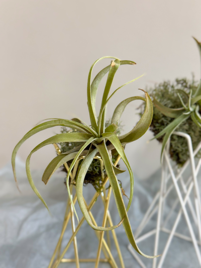 Эпифитная тилландсия капитата