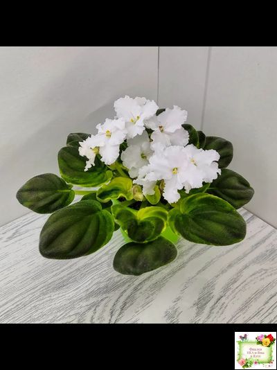 OS-Джунгарик (С.Осипова) (клакамас с кроновой пестролистностью)