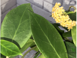 Hoya Mindorensis Light yellow flowers