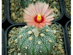 Astrophytum AS TOP BIG OOIBO x ASRF (1052) - 10 семян