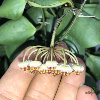 Hoya Incurvula ( Hoya Brevialata)