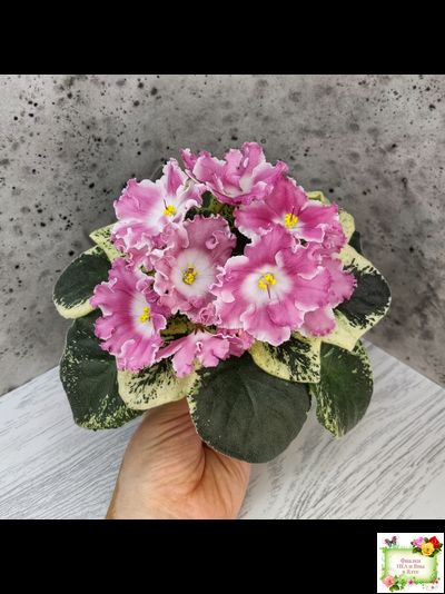 НД-Морковка (Н. Данилова-Суворова) 2021 г. (лист посажен 26.02.26)