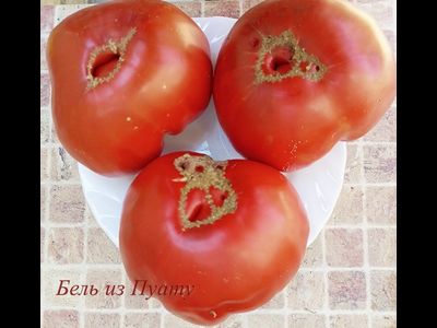 Томат Бель из Пуату (Belle du Poiton, Красота Пуату)