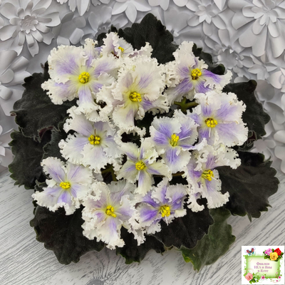 РМ-Золотой Берилл (Н.Скорнякова)