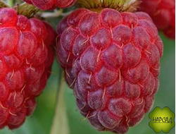 МАЛИНА "КОРОЛЕВСКИЙ ПИНГВИН" (СЛАДКАЯ, ремонтантная)