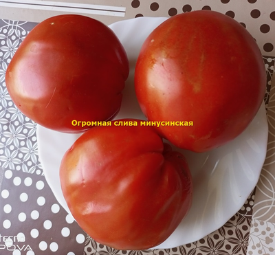 Томат Минусинская огромная слива
