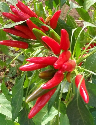 Перец острый Кайенский красный