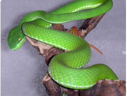 Куфия белогубая (Trimeresurus albolabris)