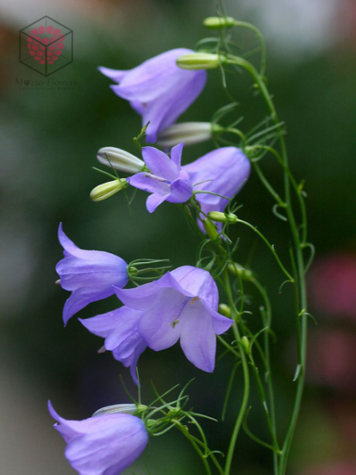 Силиконовый молд "Бутоны колокольчика"
