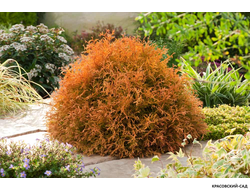 Туя Рейнголд - Rheingold