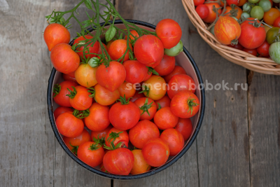 Томат Dwarf  Gandolf (Гендольф), 10 шт