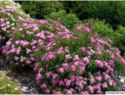 Спирея Криспа - Crispa