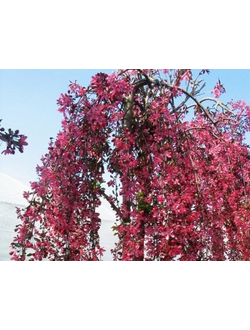 Яблоня Royal Beauty