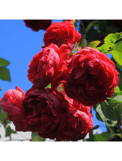 Квадра (Quadra)  (J.F. Quadra),  Роза, ЗКС