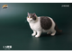 Толстый котик (бело-серый) - Коллекционная ФИГУРКА 1/6 scale Fat Cat (JXK064E) - JXK