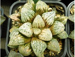 Haworthia sp. 3 (D=10 см)
