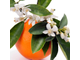 Парфюмерная вода Mon Oranger/ Флердоранж 50 мл   *цитрусово-цветочный аромат