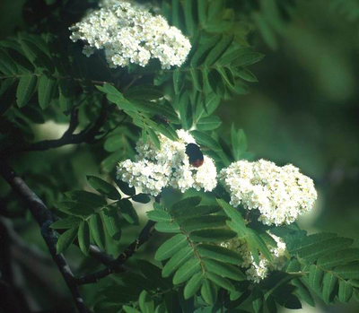 Рябина обыкновенная