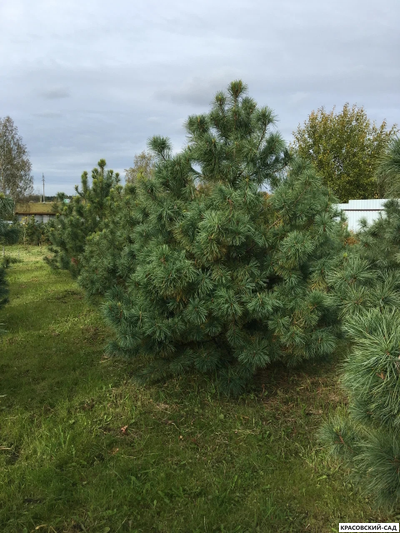 Сосна кедровая корейская 3 метра