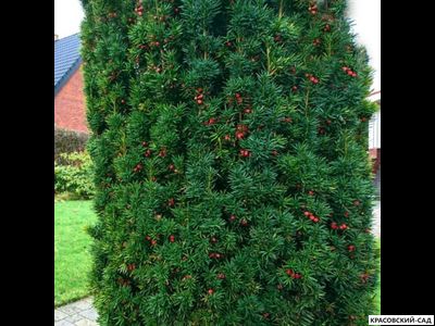 Тис Ягодный - Baccata