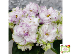 Фея (Т. Л. Дадоян)