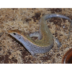 Зеленоватый зонозавр (Zonosaurus haraldmeieri)