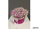 Бело-розовая гипсофила в коробке «Дейс» фото2