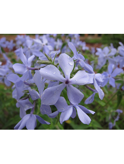 Флокс растопыренный "Дириго Айс" Phlox divaricata Dirigo Ice