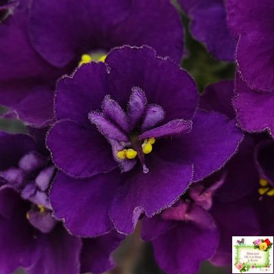 Jolly Prince (H.Pittman), #10462 (11/21/2011), DAVS 1731, TX Hyb