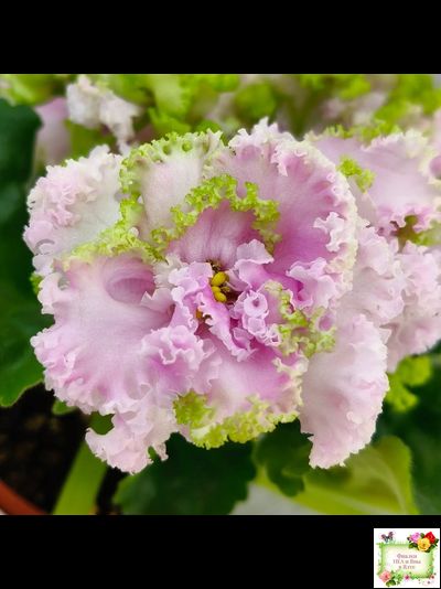 ЛЕ-Денди (Е. Лебецкая) 2011 г. (сортовой стартер)