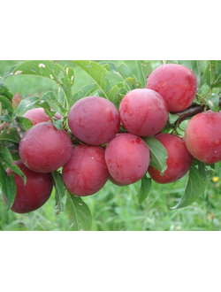 Алыча  Кубанская комета (ранняя), ЗКС