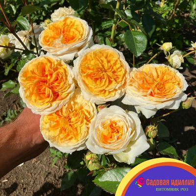 Чиппендейл Голд (Chippendale Gold)