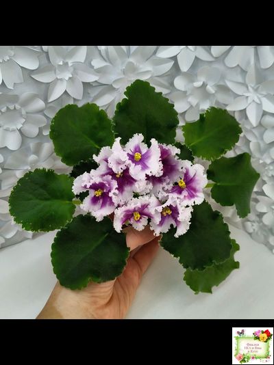 МТ-Сладкая Фантазия (М. Тотиева) 2022 г. (лист с детками укоренённый)