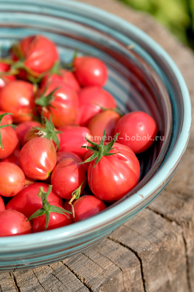 Томат Козула 14 Мегагрон, 10 шт