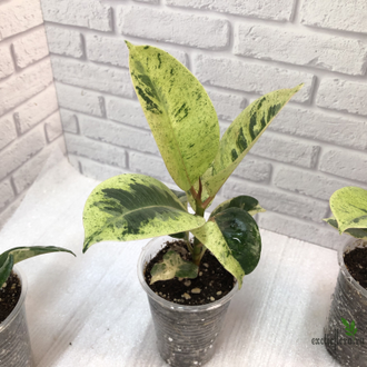 Ficus elastica "shivereana" / фикус эластика шивериана