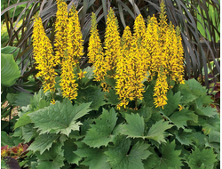 Бузульник узкоголовчатый The rocket, C2