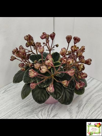 Н-Фавн (Н. Бердникова) 2017 г. (лист посажен 29.01.26)