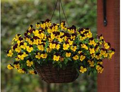 Виола ампельная, кашпо 3,7л