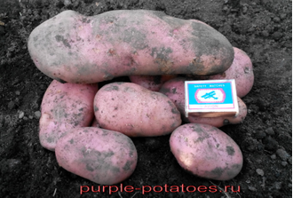 Картофель Сарпо Мира Sarpo Mira Potatoes