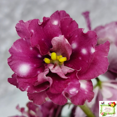 Rivermist Sizzle (J. Baker) (лист посажен 27/01/26)