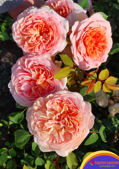 Батшеба (Batsheba)