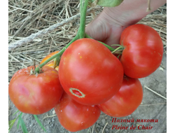Томат Полный мякоти (Pleine de Chair, США)