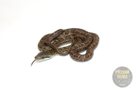 Островной кунаширский полоз, Elaphe climacophora