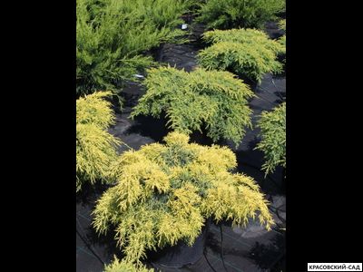 Можжевельник обыкновенный Мейер в сетке и мешковине готова к доставке - Красовский-Сад.рф