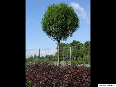 Вишня Убракулифера - Umbraculifera