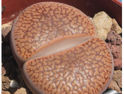 Lithops aucampiae Soetmelksvlei (MG) - 10 семян