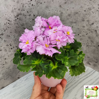 АВ-Поющие Пески (Фиалковод) 2021 г. (гёрл-листья с кроновой пестролистностью)