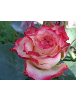Роза Чайно-Гибридная Императрица
